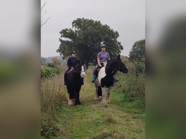 Cob Irlandese / Tinker / Gypsy Vanner Giumenta 11 Anni 165 cm Pezzato in Lübeck