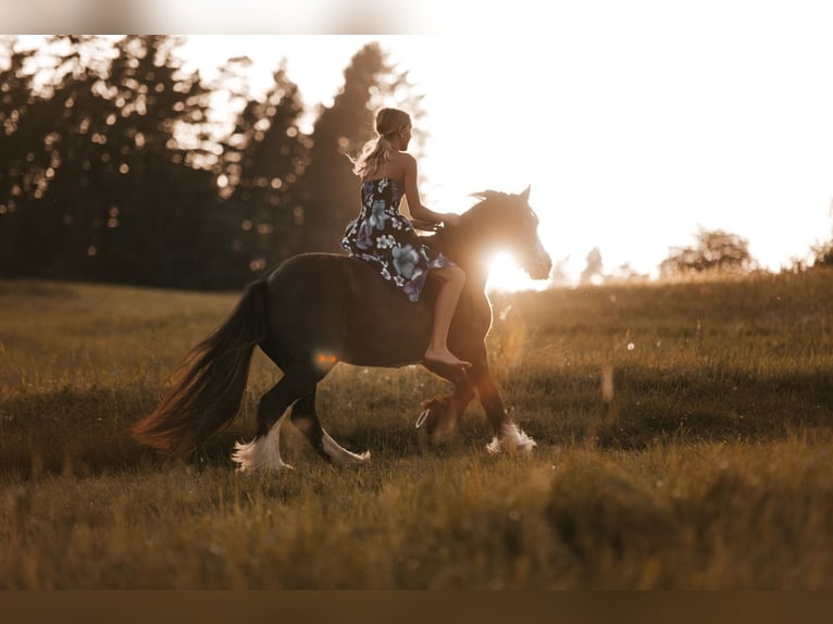 Cob Irlandese / Tinker / Gypsy Vanner Giumenta 12 Anni 136 cm Morello in Paben