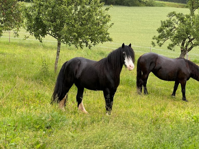 Cob Irlandese / Tinker / Gypsy Vanner Giumenta 12 Anni 136 cm Morello in Paben