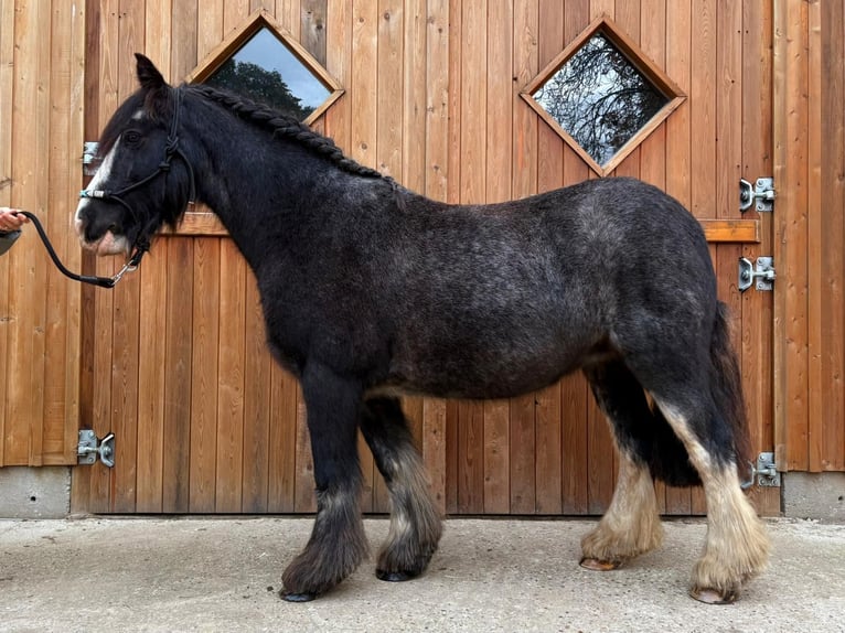 Cob Irlandese / Tinker / Gypsy Vanner Giumenta 12 Anni 138 cm Roano blu in Eggermühlen