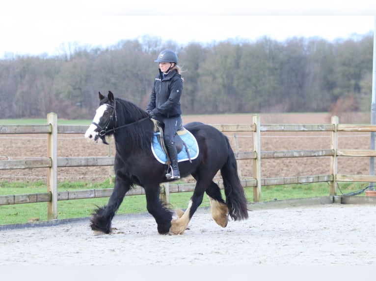 Cob Irlandese / Tinker / Gypsy Vanner Giumenta 12 Anni 142 cm Morello in Pepingen