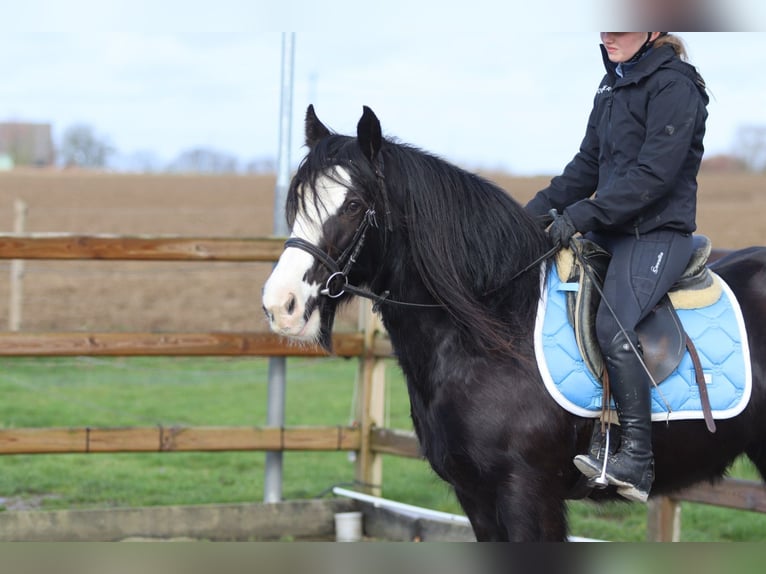 Cob Irlandese / Tinker / Gypsy Vanner Giumenta 12 Anni 142 cm Morello in Pepingen