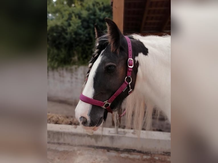 Cob Irlandese / Tinker / Gypsy Vanner Giumenta 12 Anni 143 cm Pezzato in Kaltensondheim