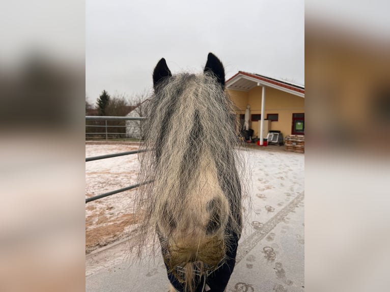 Cob Irlandese / Tinker / Gypsy Vanner Giumenta 12 Anni 143 cm Pezzato in Kaltensondheim