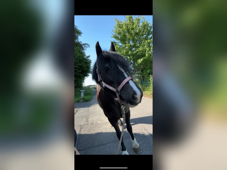 Cob Irlandese / Tinker / Gypsy Vanner Giumenta 12 Anni 145 cm Morello in Overath