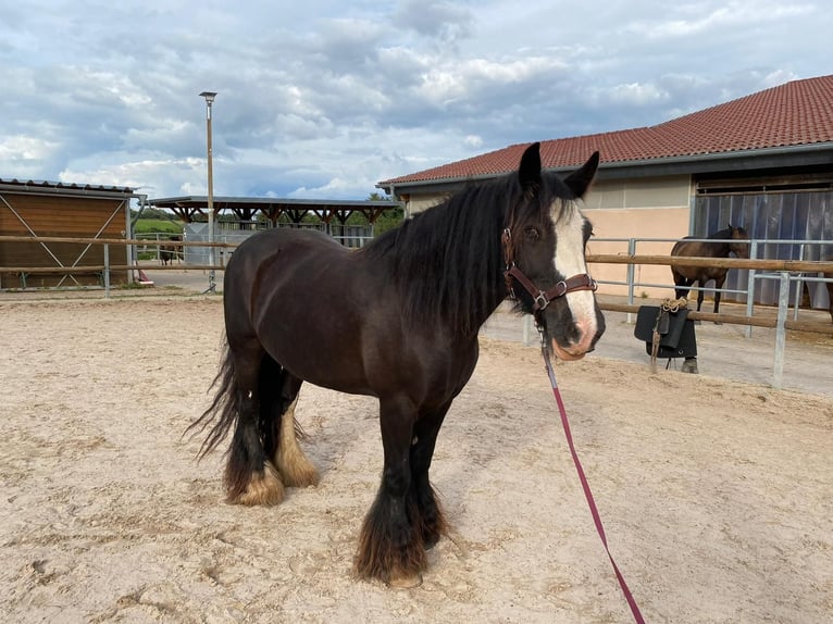Cob Irlandese / Tinker / Gypsy Vanner Giumenta 12 Anni 145 cm Morello in OberweserWesertal