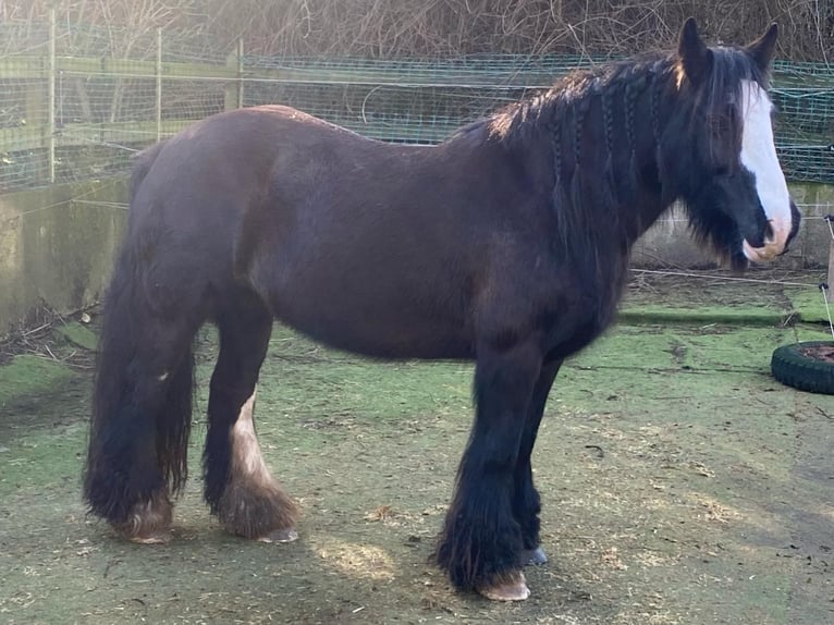 Cob Irlandese / Tinker / Gypsy Vanner Giumenta 12 Anni 145 cm Morello in OberweserWesertal