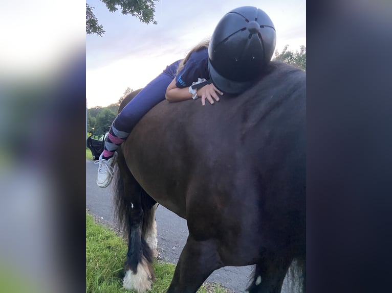Cob Irlandese / Tinker / Gypsy Vanner Giumenta 12 Anni 145 cm Morello in OberweserWesertal