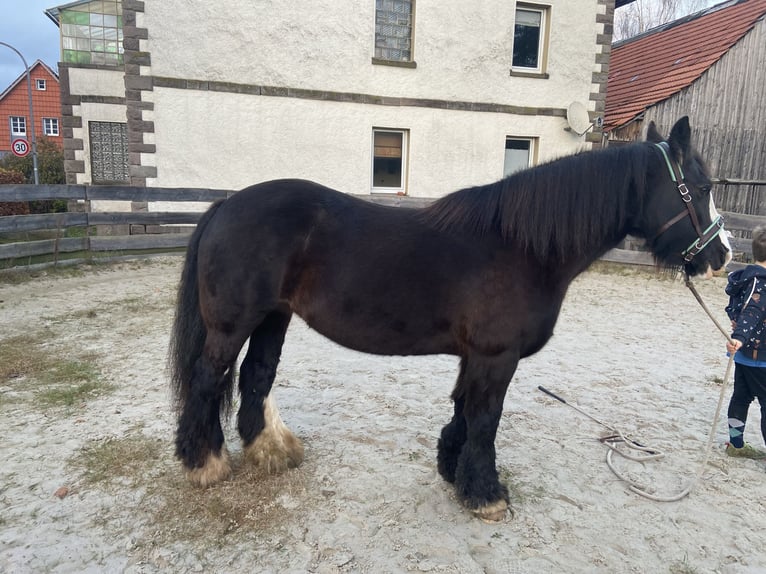 Cob Irlandese / Tinker / Gypsy Vanner Giumenta 12 Anni 145 cm Morello in OberweserWesertal