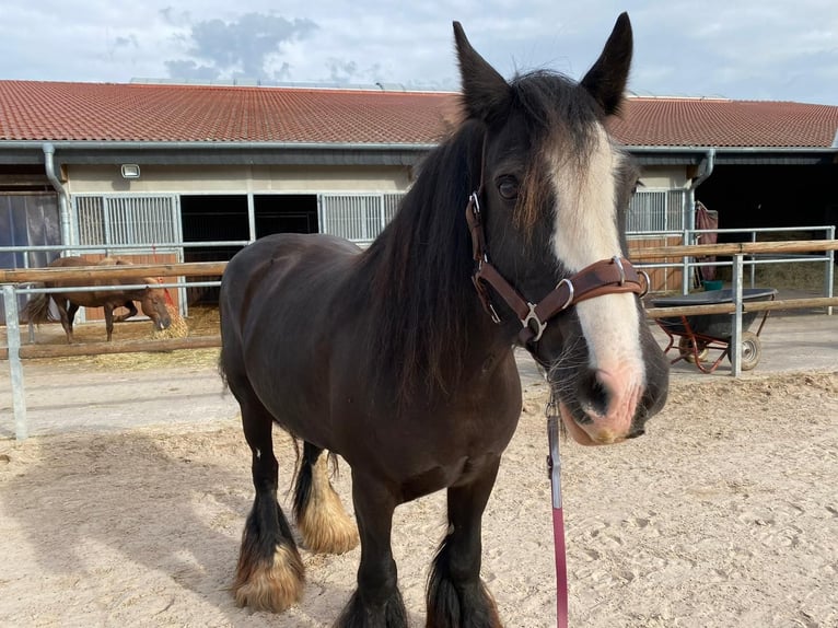 Cob Irlandese / Tinker / Gypsy Vanner Giumenta 12 Anni 145 cm Morello in OberweserWesertal