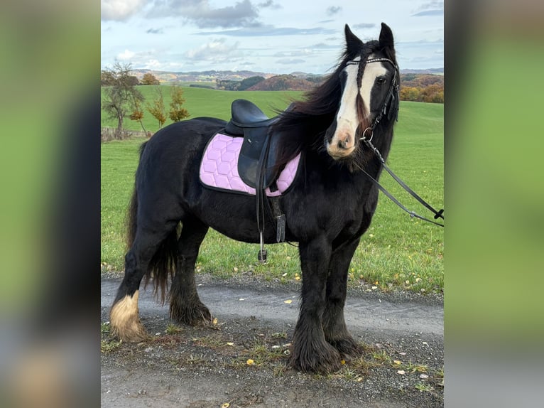 Cob Irlandese / Tinker / Gypsy Vanner Giumenta 12 Anni 145 cm Morello in Linkenbach