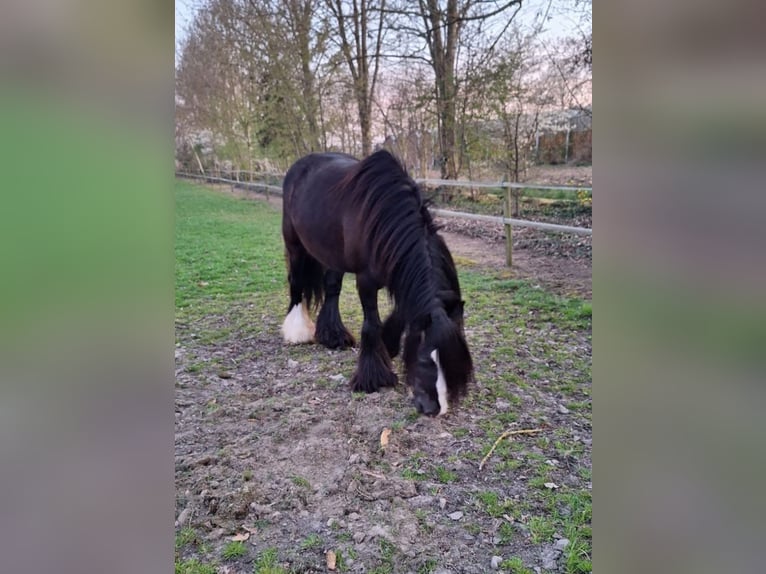 Cob Irlandese / Tinker / Gypsy Vanner Giumenta 12 Anni 145 cm Morello in Linkenbach
