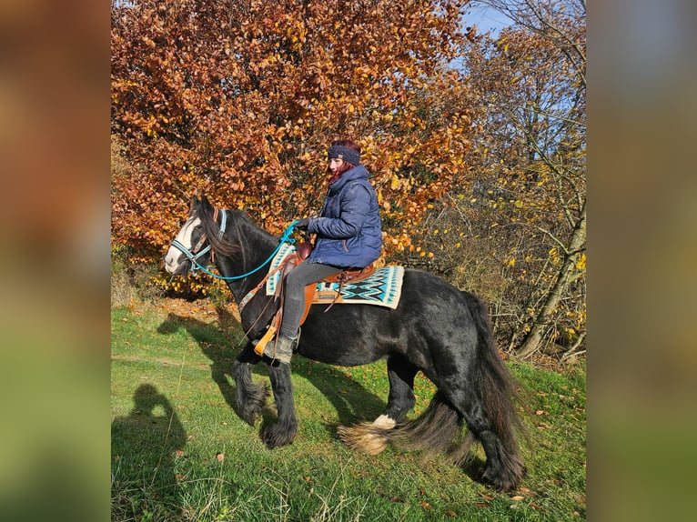 Cob Irlandese / Tinker / Gypsy Vanner Giumenta 12 Anni 145 cm Morello in Linkenbach