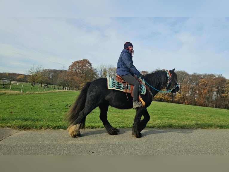 Cob Irlandese / Tinker / Gypsy Vanner Giumenta 12 Anni 145 cm Morello in Linkenbach