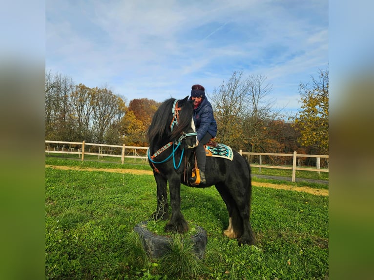Cob Irlandese / Tinker / Gypsy Vanner Giumenta 12 Anni 145 cm Morello in Linkenbach
