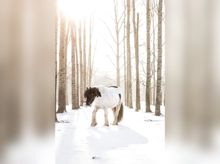 Cob Irlandese / Tinker / Gypsy Vanner Giumenta 12 Anni 145 cm Pezzato in Gemert