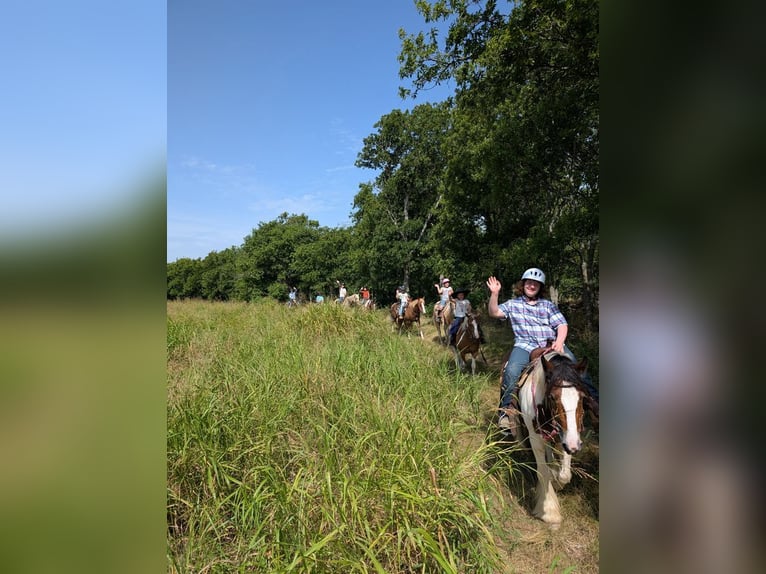 Cob Irlandese / Tinker / Gypsy Vanner Giumenta 12 Anni 145 cm Pezzato in Hillsboro