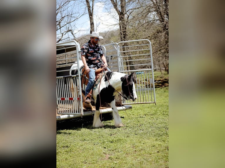 Cob Irlandese / Tinker / Gypsy Vanner Giumenta 12 Anni 145 cm Tobiano-tutti i colori in Santa Fe, TN