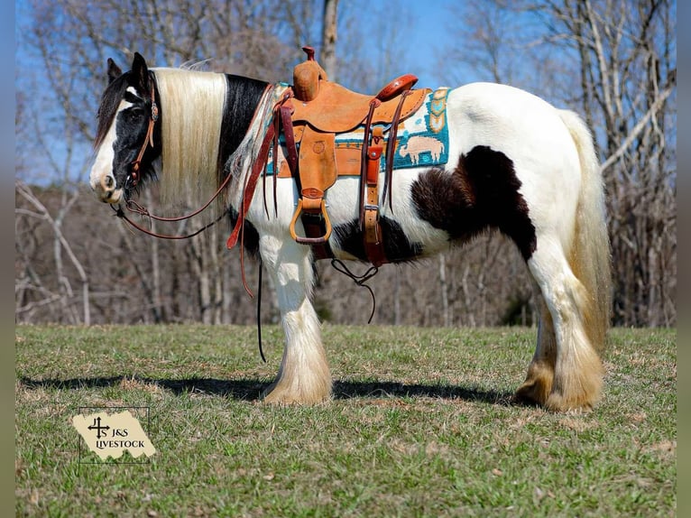 Cob Irlandese / Tinker / Gypsy Vanner Giumenta 12 Anni 145 cm Tobiano-tutti i colori in Santa Fe, TN