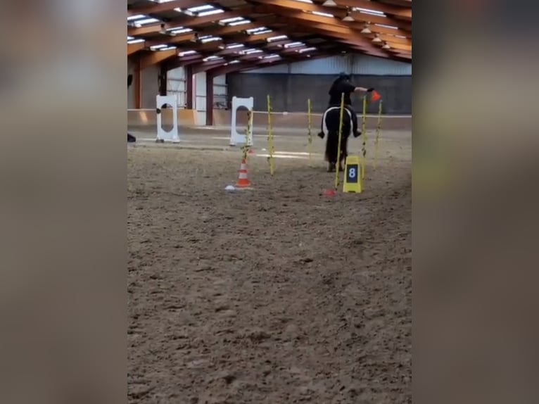 Cob Irlandese / Tinker / Gypsy Vanner Giumenta 12 Anni 147 cm Pezzato in Moorweg