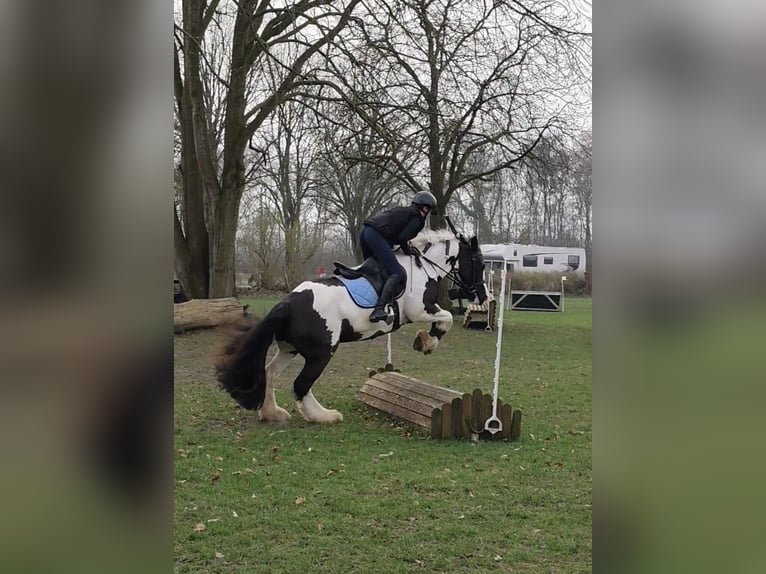 Cob Irlandese / Tinker / Gypsy Vanner Giumenta 12 Anni 147 cm Pezzato in Moorweg
