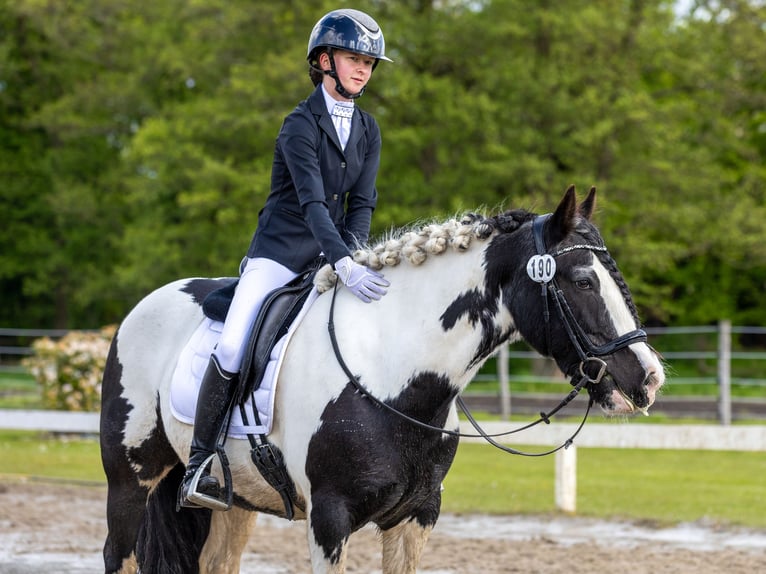 Cob Irlandese / Tinker / Gypsy Vanner Giumenta 12 Anni 147 cm Pezzato in Moorweg