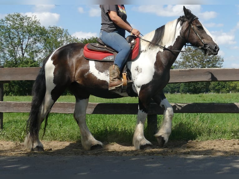 Cob Irlandese / Tinker / Gypsy Vanner Mix Giumenta 12 Anni 160 cm Pezzato in Lathen