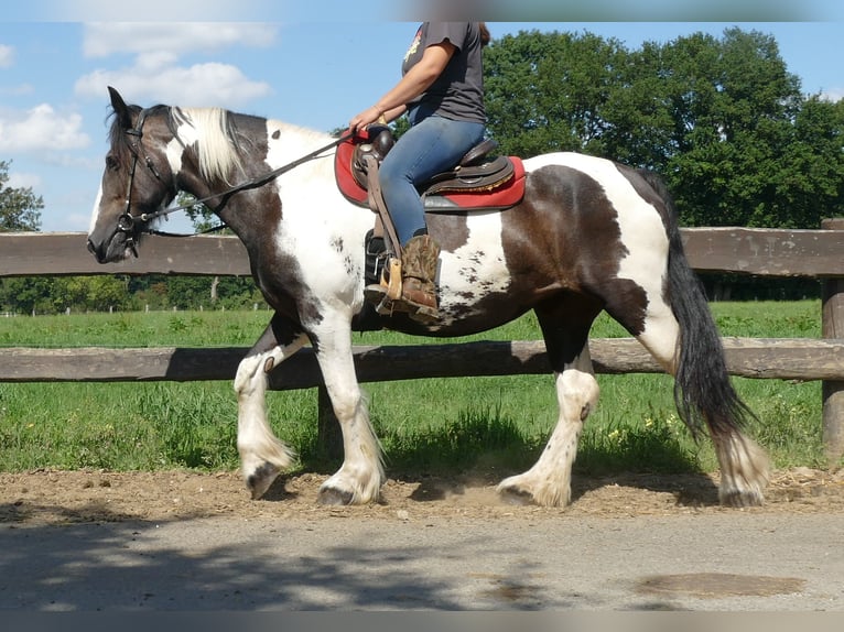 Cob Irlandese / Tinker / Gypsy Vanner Mix Giumenta 12 Anni 160 cm Pezzato in Lathen