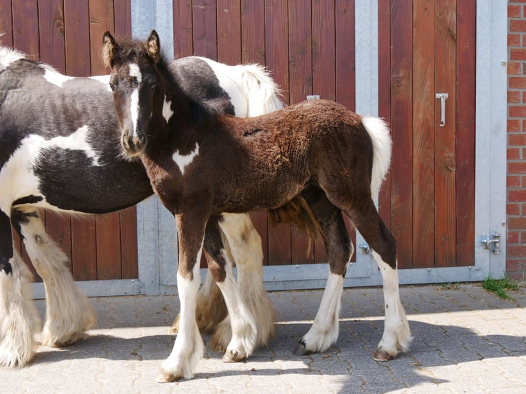 Cob Irlandese / Tinker / Gypsy Vanner Giumenta 13 Anni 128 cm in Dorsten