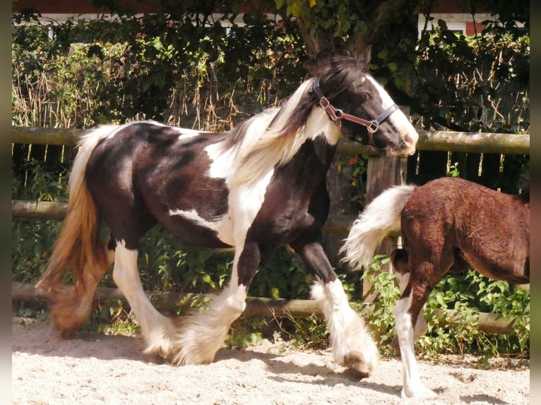 Cob Irlandese / Tinker / Gypsy Vanner Giumenta 13 Anni 128 cm in Dorsten