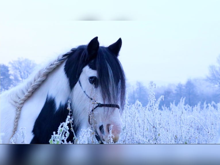 Cob Irlandese / Tinker / Gypsy Vanner Giumenta 13 Anni 133 cm Pezzato in Mettingen