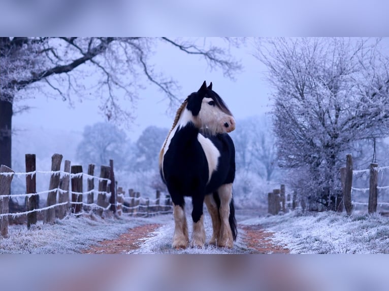 Cob Irlandese / Tinker / Gypsy Vanner Giumenta 13 Anni 133 cm Pezzato in Mettingen
