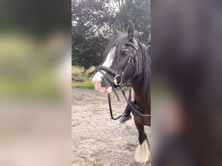 Cob Irlandese / Tinker / Gypsy Vanner Mix Giumenta 13 Anni 135 cm in Ganderkesee