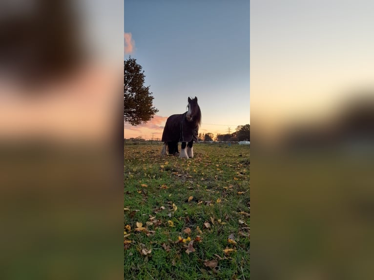 Cob Irlandese / Tinker / Gypsy Vanner Mix Giumenta 13 Anni 135 cm in Ganderkesee