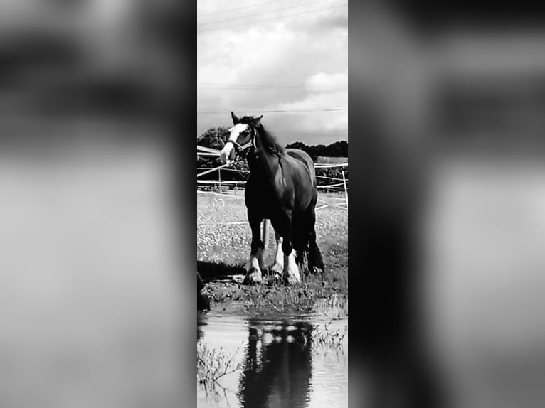 Cob Irlandese / Tinker / Gypsy Vanner Mix Giumenta 13 Anni 135 cm in Ganderkesee