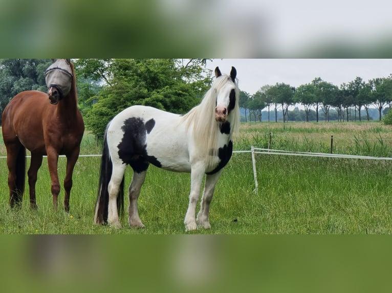 Cob Irlandese / Tinker / Gypsy Vanner Giumenta 13 Anni 143 cm Overo-tutti i colori in Osterbruch