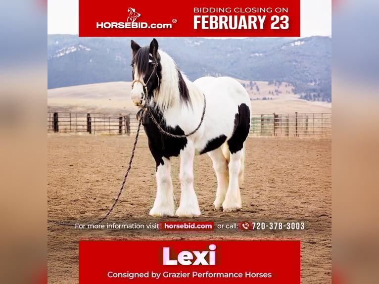 Cob Irlandese / Tinker / Gypsy Vanner Giumenta 13 Anni 145 cm Pezzato in Winston