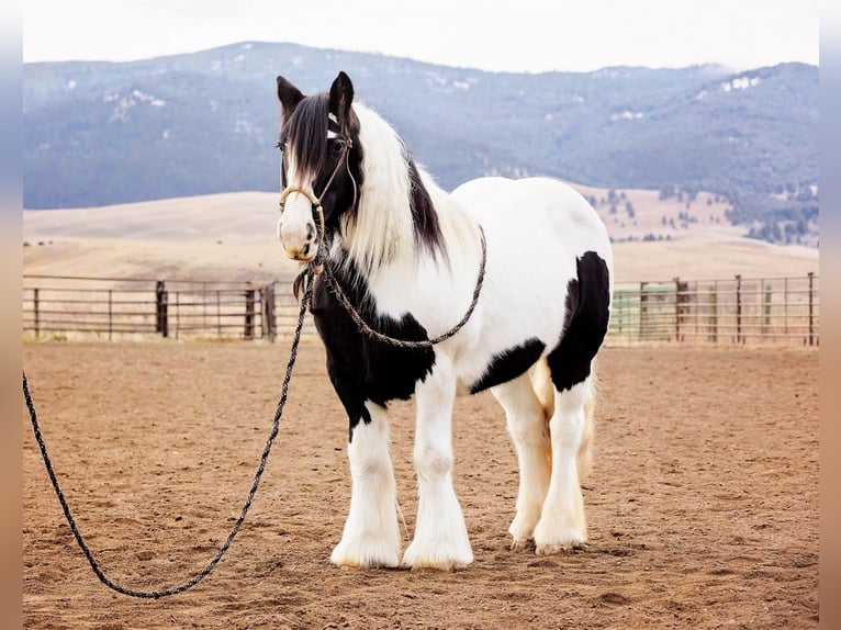 Cob Irlandese / Tinker / Gypsy Vanner Giumenta 13 Anni 145 cm Pezzato in Winston