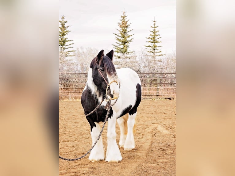 Cob Irlandese / Tinker / Gypsy Vanner Giumenta 13 Anni 145 cm Pezzato in Winston