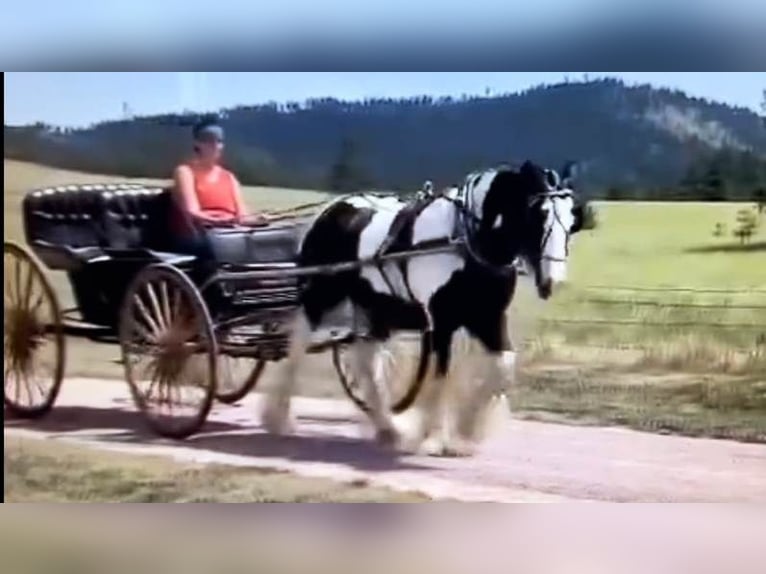 Cob Irlandese / Tinker / Gypsy Vanner Giumenta 13 Anni 147 cm Pezzato in Sherborn