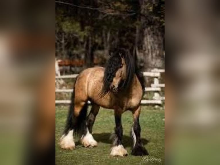 Cob Irlandese / Tinker / Gypsy Vanner Giumenta 13 Anni 147 cm Pezzato in Sherborn