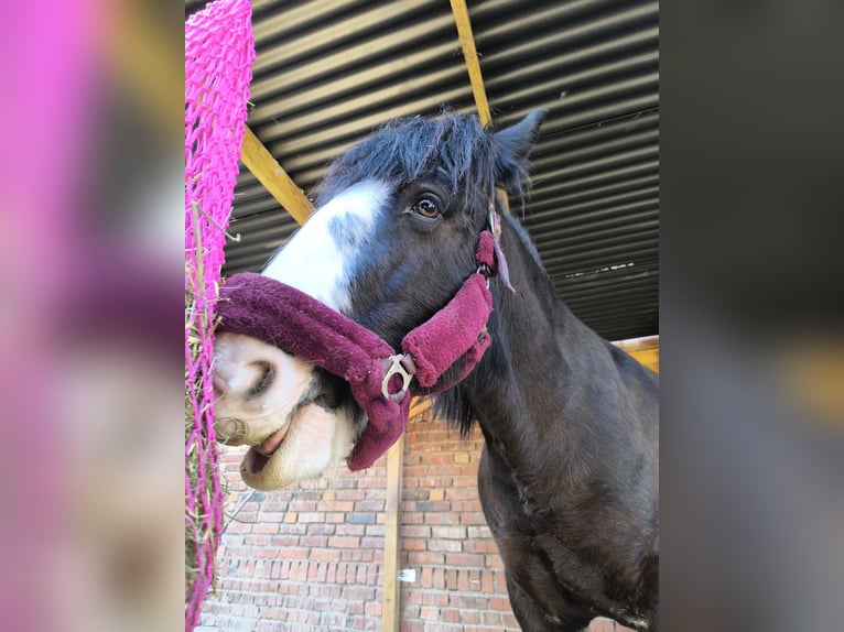Cob Irlandese / Tinker / Gypsy Vanner Giumenta 13 Anni 148 cm  in Erfurt