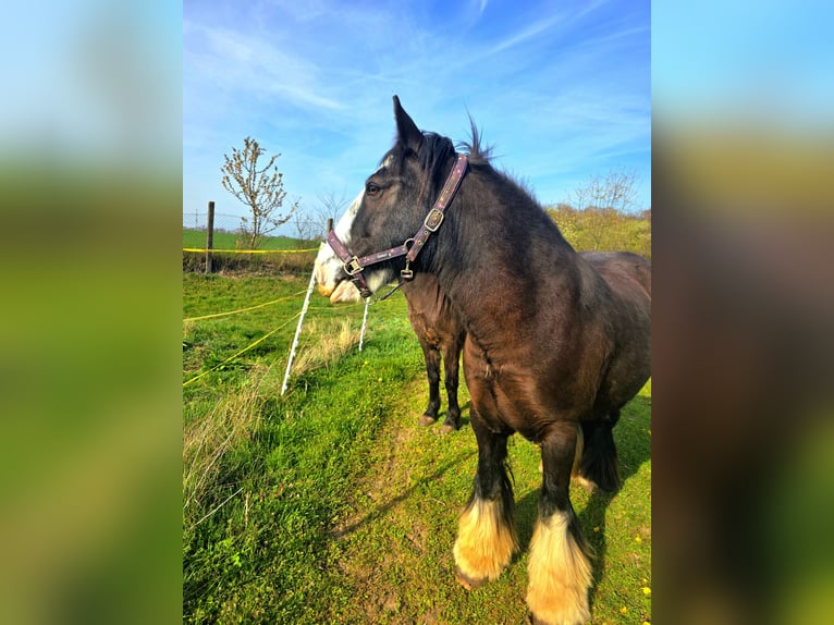 Cob Irlandese / Tinker / Gypsy Vanner Giumenta 13 Anni 148 cm  in Erfurt