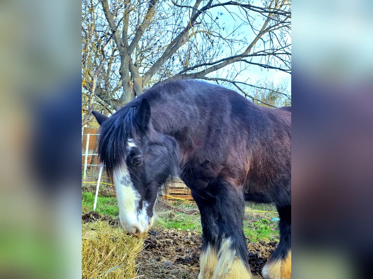 Cob Irlandese / Tinker / Gypsy Vanner Giumenta 13 Anni 148 cm  in Erfurt