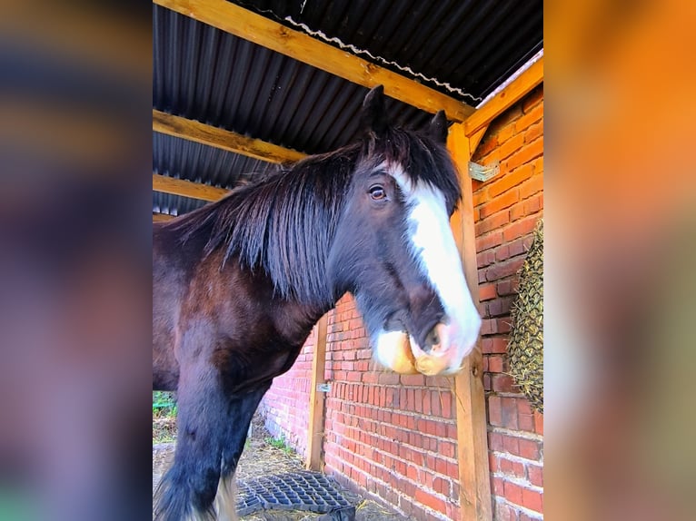 Cob Irlandese / Tinker / Gypsy Vanner Giumenta 13 Anni 148 cm  in Erfurt