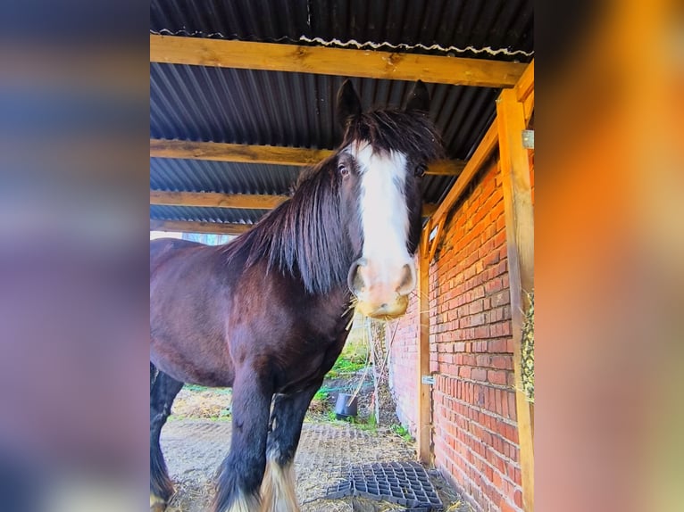 Cob Irlandese / Tinker / Gypsy Vanner Giumenta 13 Anni 148 cm  in Erfurt