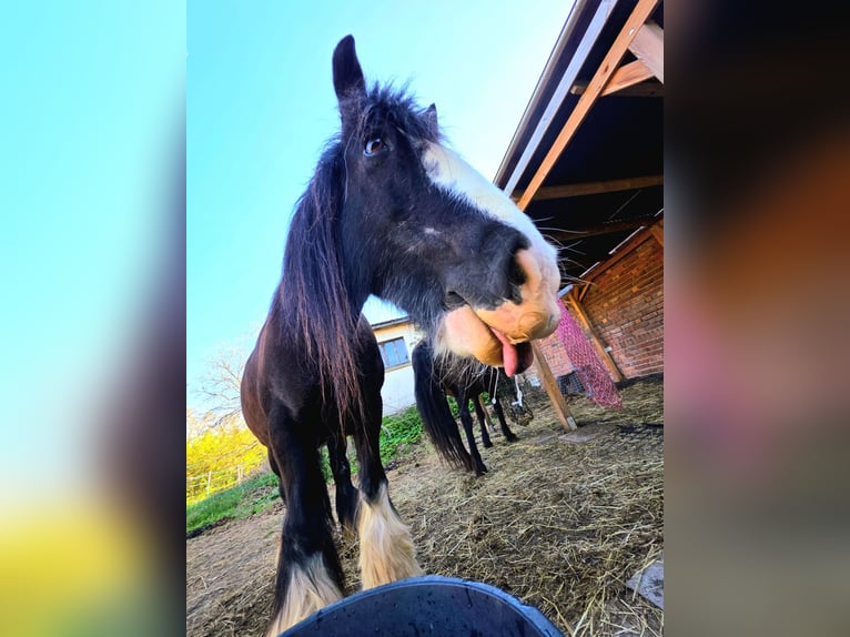 Cob Irlandese / Tinker / Gypsy Vanner Giumenta 13 Anni 148 cm  in Erfurt