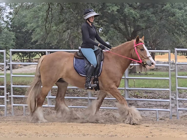 Cob Irlandese / Tinker / Gypsy Vanner Giumenta 13 Anni 150 cm Sauro scuro in Weirsdale