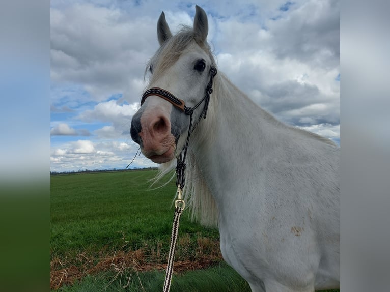 Cob Irlandese / Tinker / Gypsy Vanner Giumenta 13 Anni 153 cm Grigio in Geel