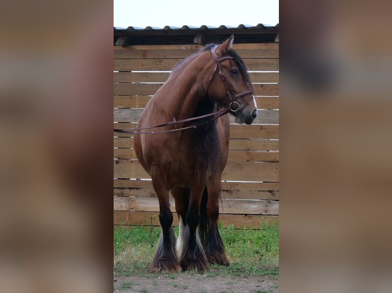 Cob Irlandese / Tinker / Gypsy Vanner Giumenta 13 Anni 155 cm Baio in Galenberg